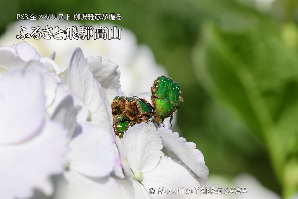飛騨高山に棲むハナムグリの写真です。