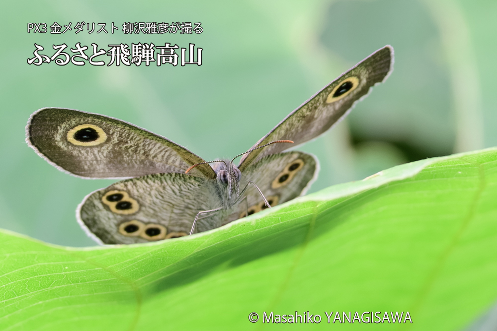 飛騨高山に棲むヒメウラナミジャノメの写真です。