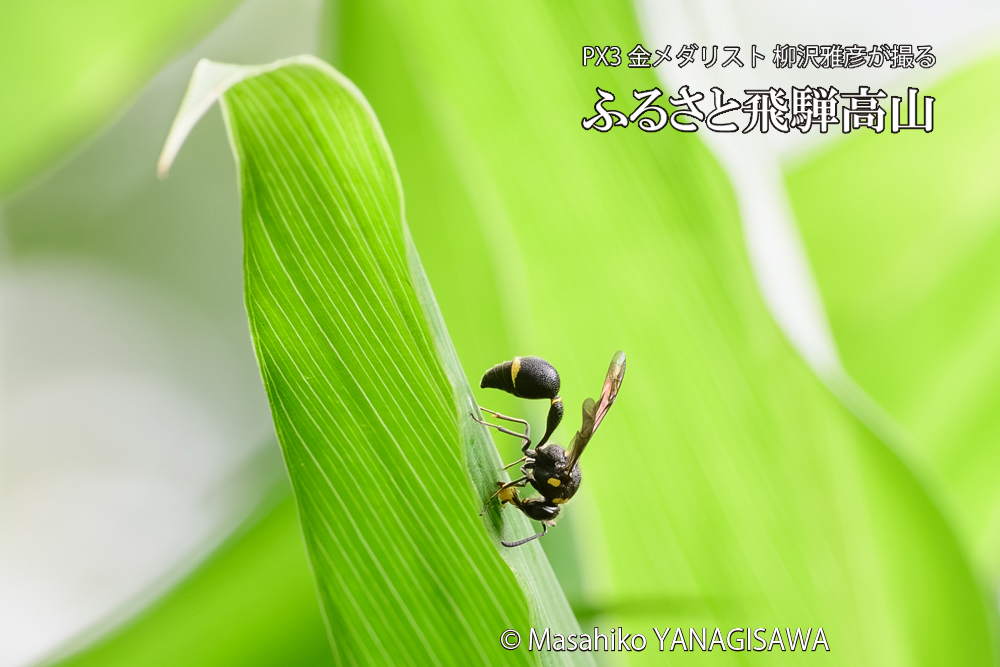 飛騨高山に棲むスズバチの写真です。