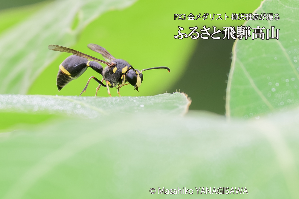 飛騨高山に棲むスズバチの写真です。