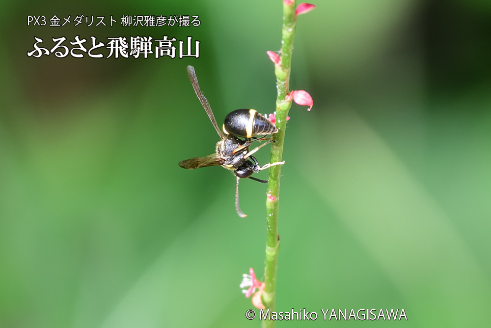 飛騨高山に棲むスズバチの写真です。