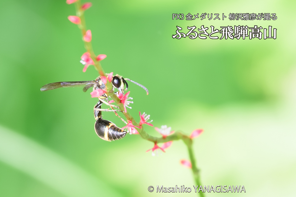 飛騨高山に棲むスズバチの写真です。
