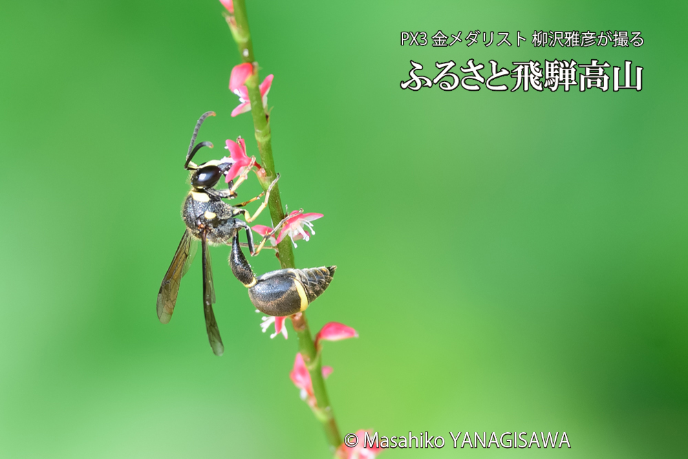 飛騨高山に棲むスズバチの写真です。