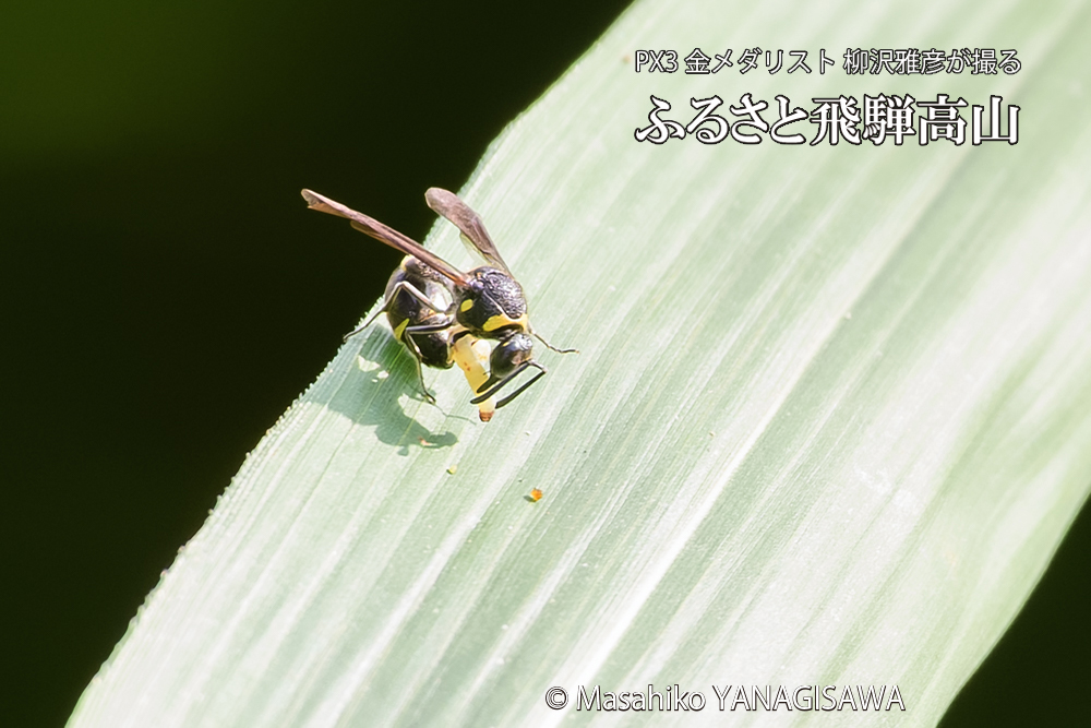 飛騨高山に棲むスズバチの写真です。