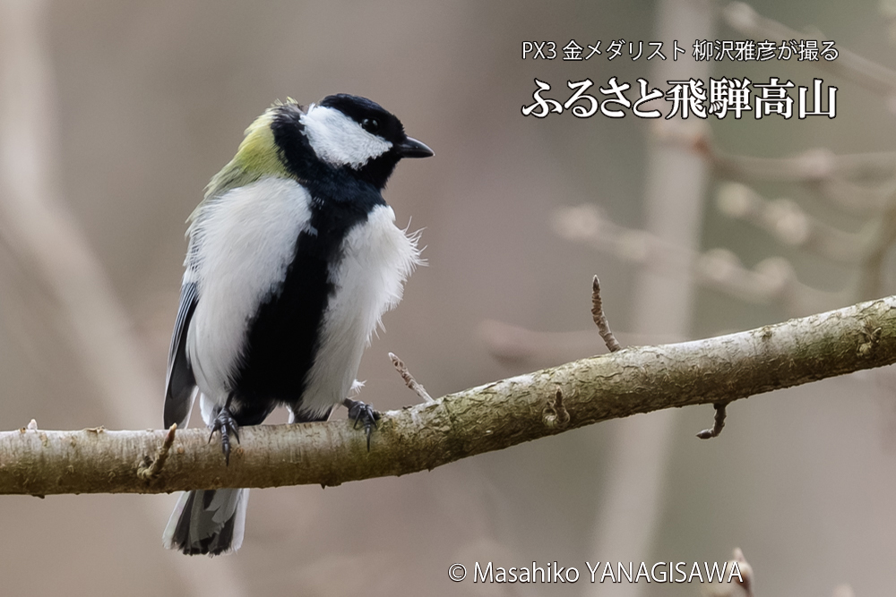 飛騨高山に棲むシジュウカラの写真です。