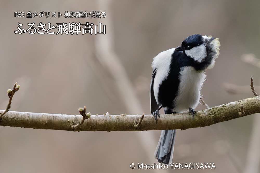 飛騨高山に棲むシジュウカラの写真です。