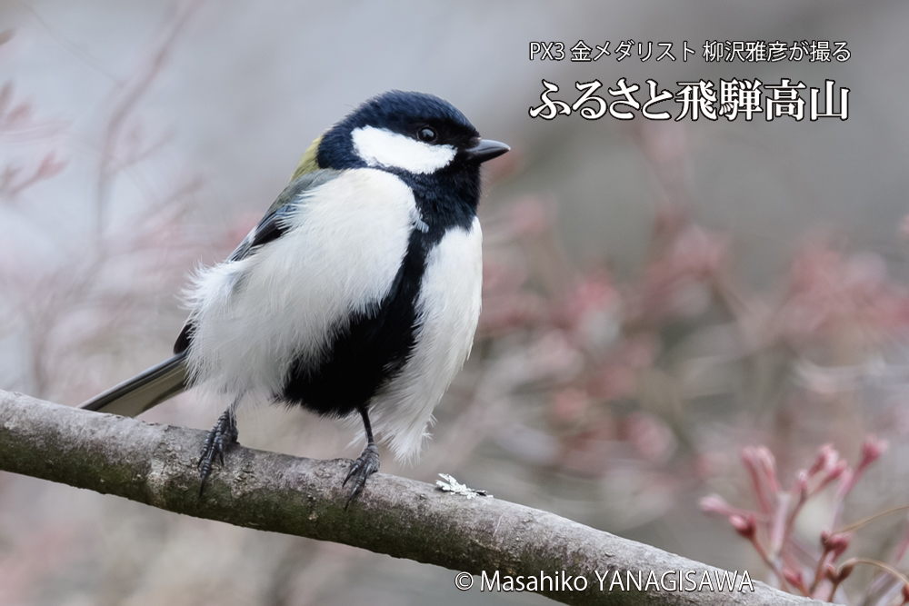 飛騨高山に棲むシジュウカラの写真です。
