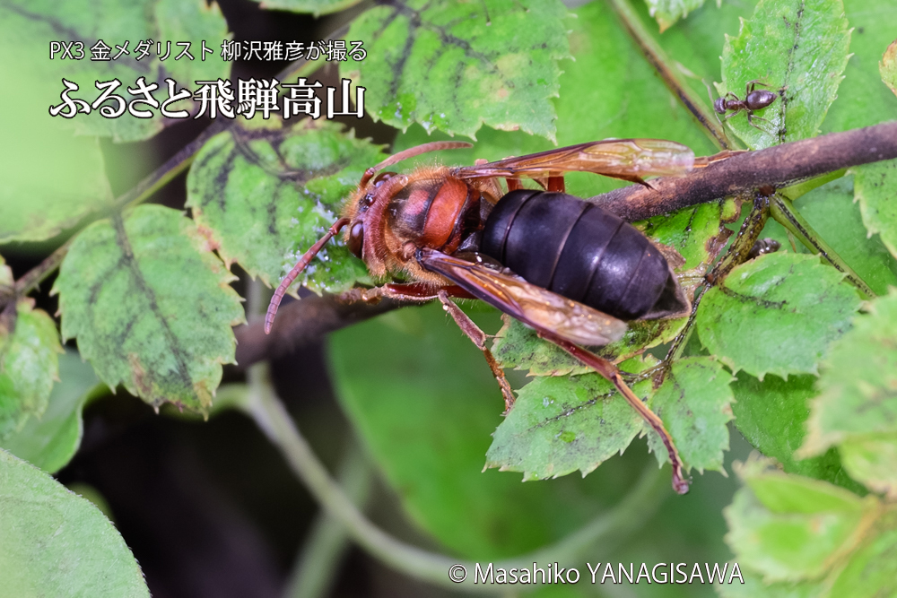 飛騨高山に棲むチャイロスズメバチの写真です。