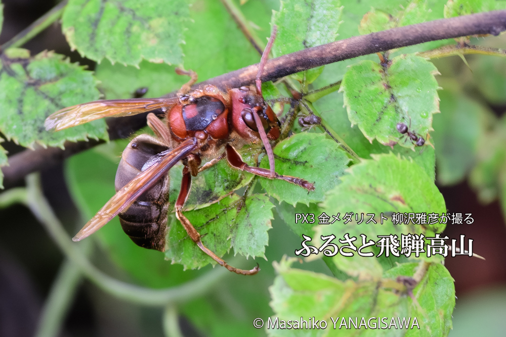 飛騨高山に棲むチャイロスズメバチの写真です。