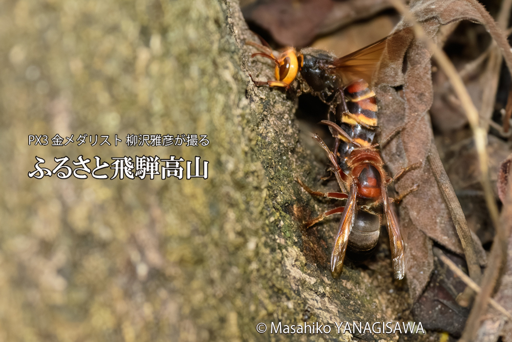 飛騨高山に棲むスズメバチを追い払うチャイロスズメバチの写真です。