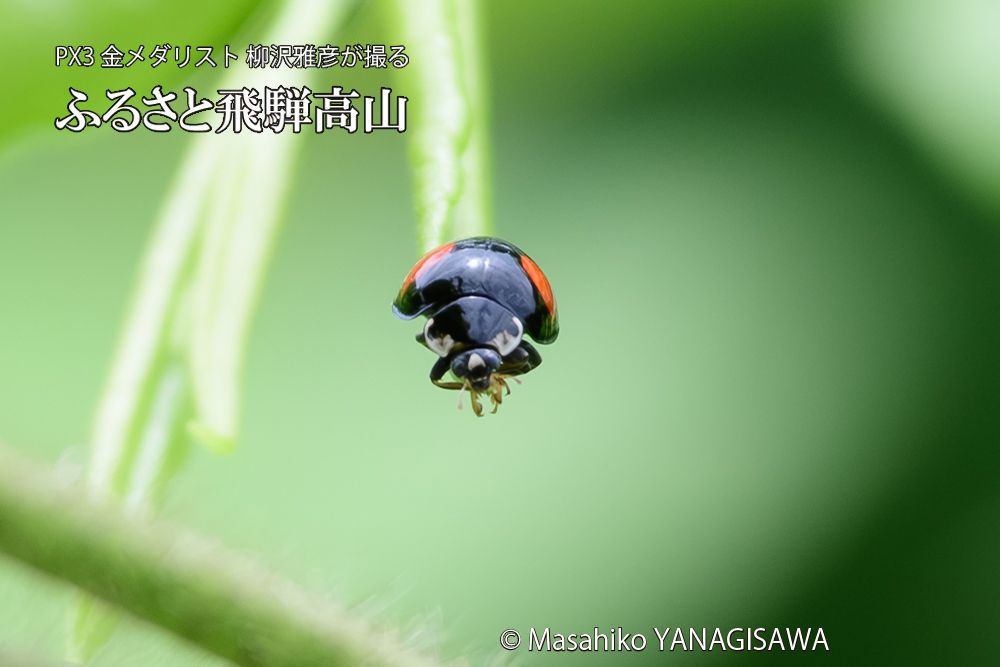 飛騨高山に棲むテントウムシの写真です。