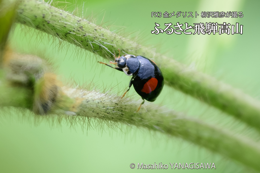 飛騨高山に棲むテントウムシの写真です。