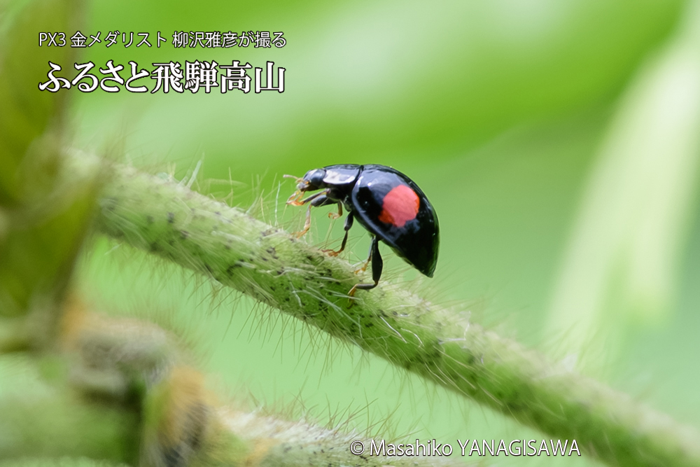 飛騨高山に棲むテントウムシの写真です。