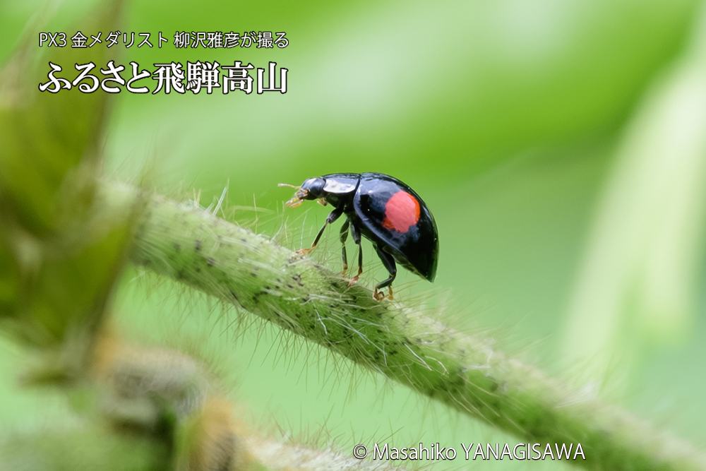 飛騨高山に棲むテントウムシの写真です。