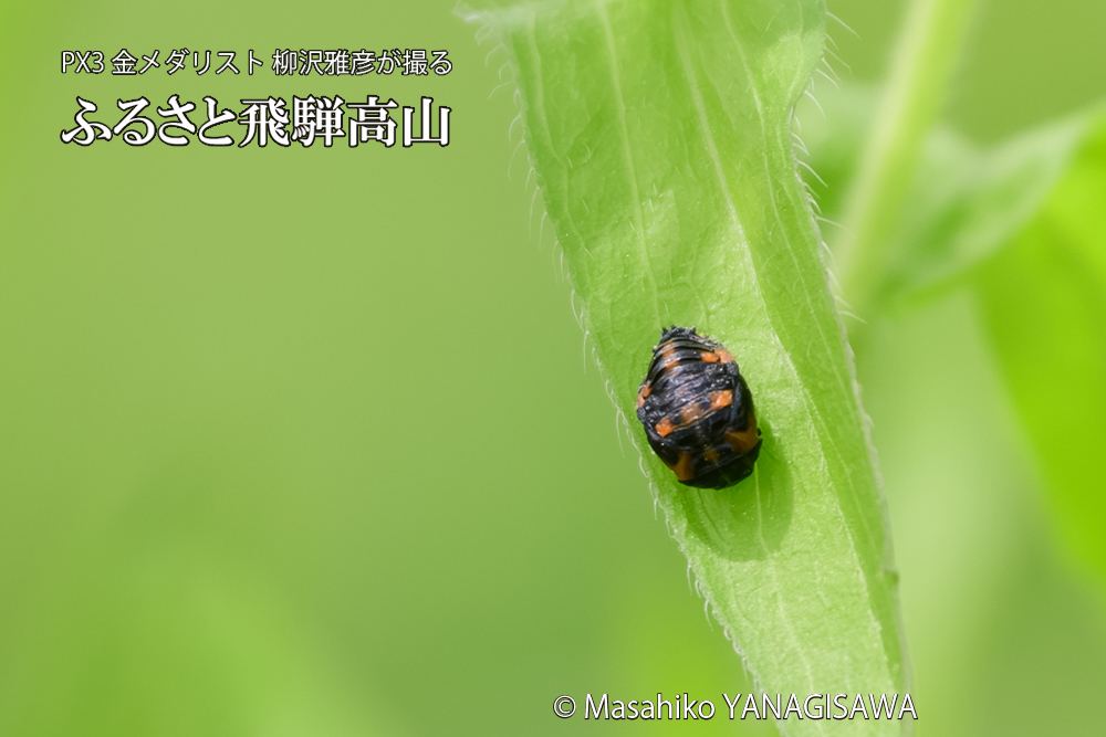 飛騨高山に棲むテントウムシの写真です。