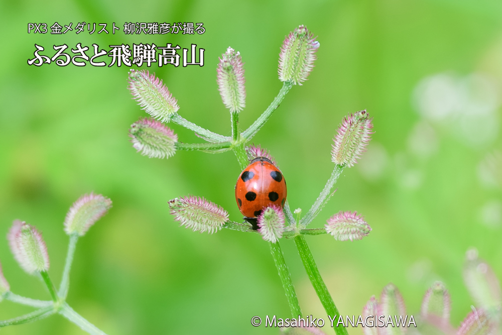 飛騨高山に棲むテントウムシの写真です。
