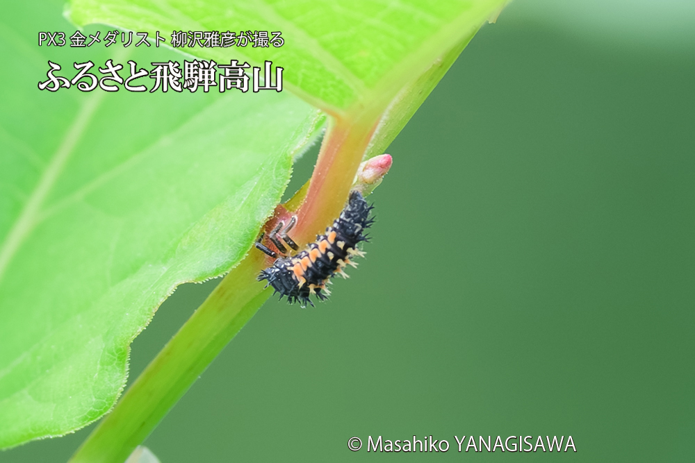 飛騨高山に棲むテントウムシの写真です。