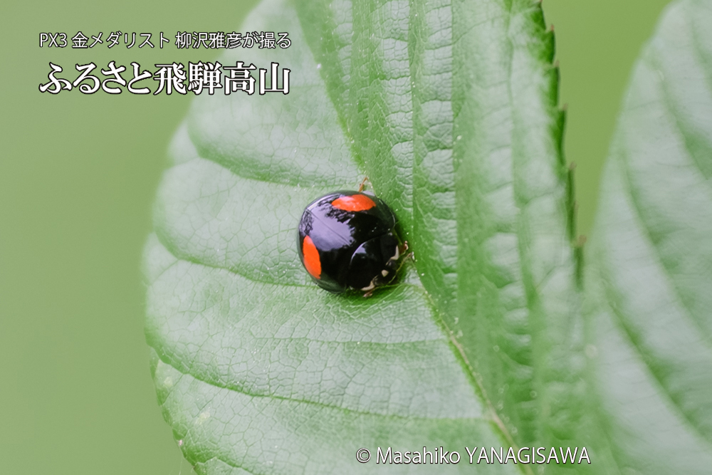 飛騨高山に棲むテントウムシの写真です。
