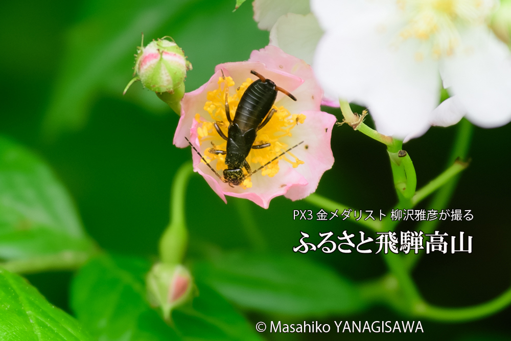 飛騨高山に棲むハサミムシの写真です。