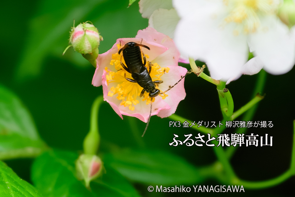 飛騨高山に棲むハサミムシの写真です。