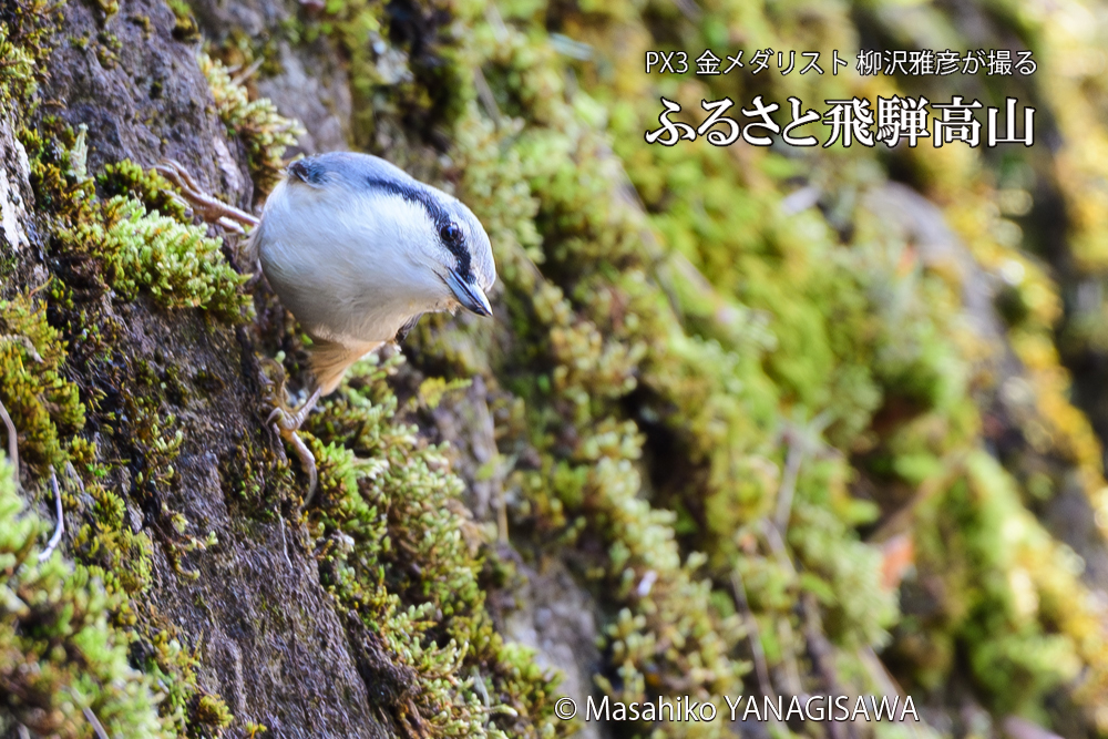 飛騨高山に棲むゴジュウカラの写真です。