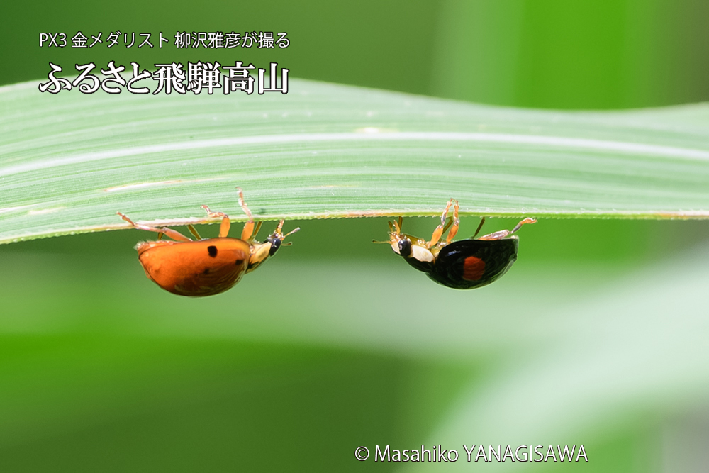 飛騨高山に棲むテントウムシのお見合いの写真です。