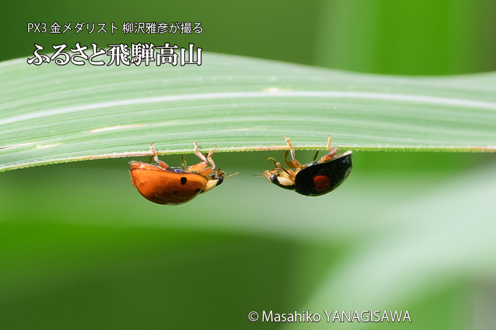 飛騨高山に棲むテントウムシのお見合いの写真です。