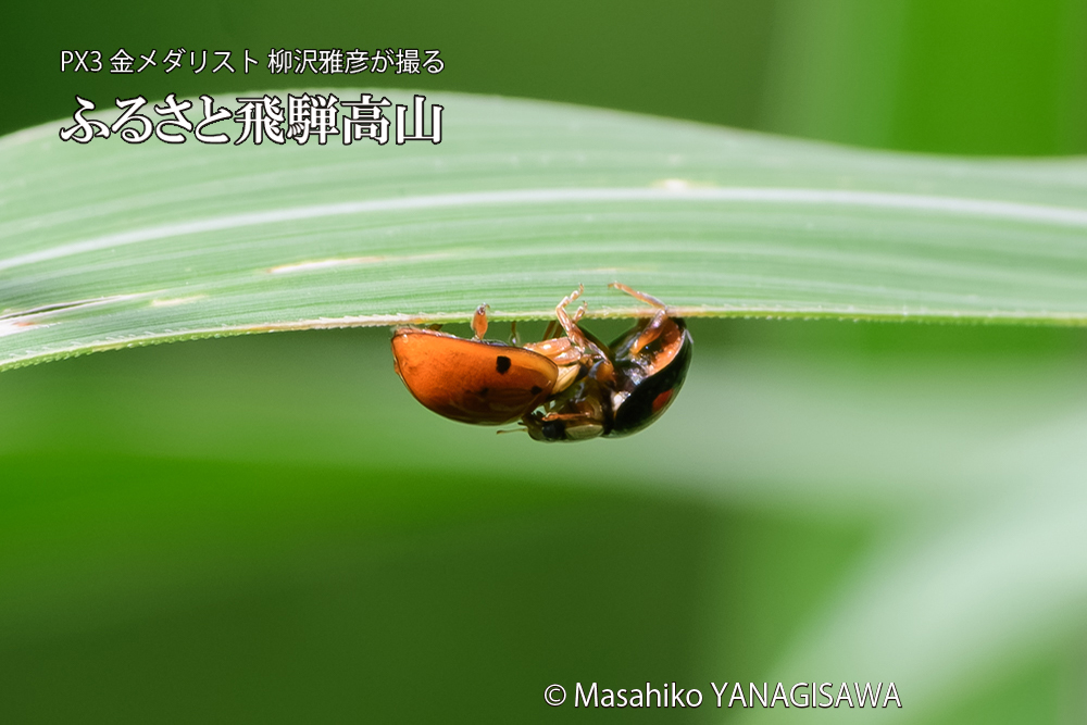 飛騨高山に棲むテントウムシのお見合いの写真です。