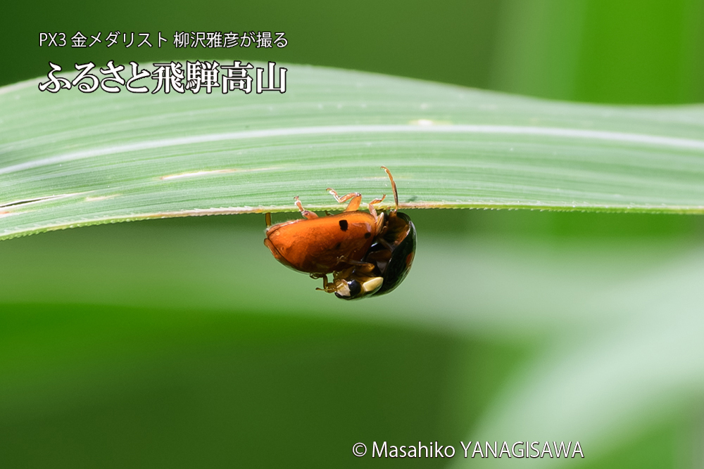 飛騨高山に棲むテントウムシのお見合いの写真です。