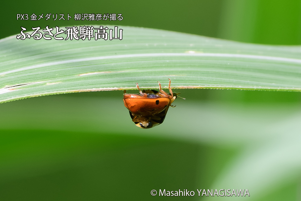 飛騨高山に棲むテントウムシのお見合いの写真です。