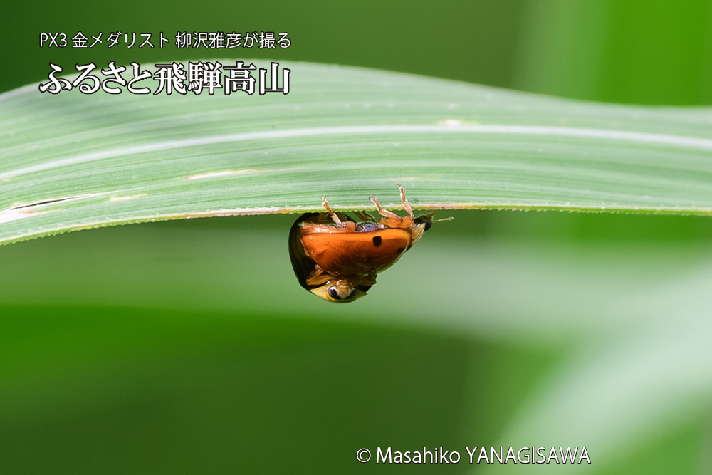 飛騨高山に棲むテントウムシのお見合いの写真です。
