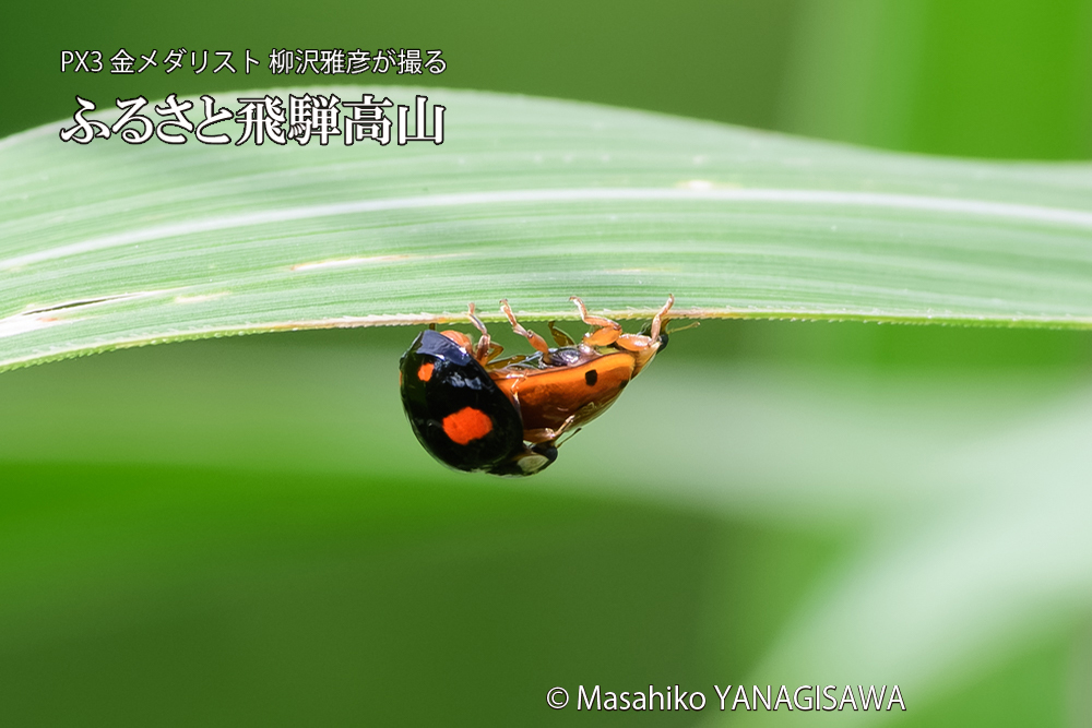 飛騨高山に棲むテントウムシのお見合いの写真です。