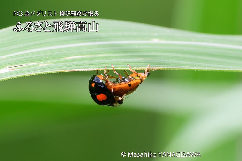 飛騨高山に棲むテントウムシのお見合いの写真です。