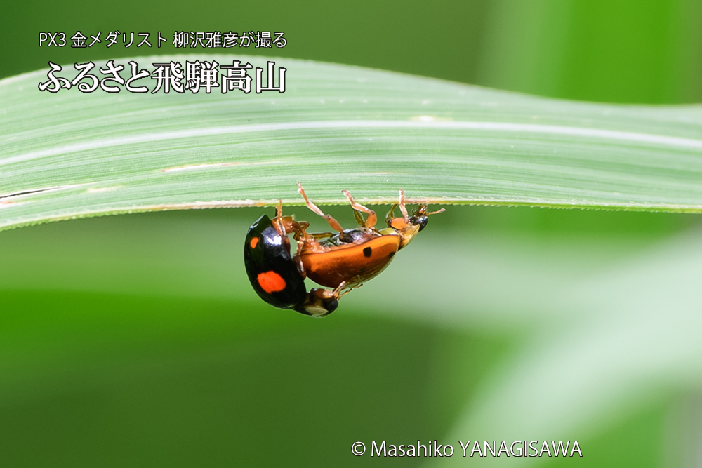 飛騨高山に棲むテントウムシのお見合いの写真です。