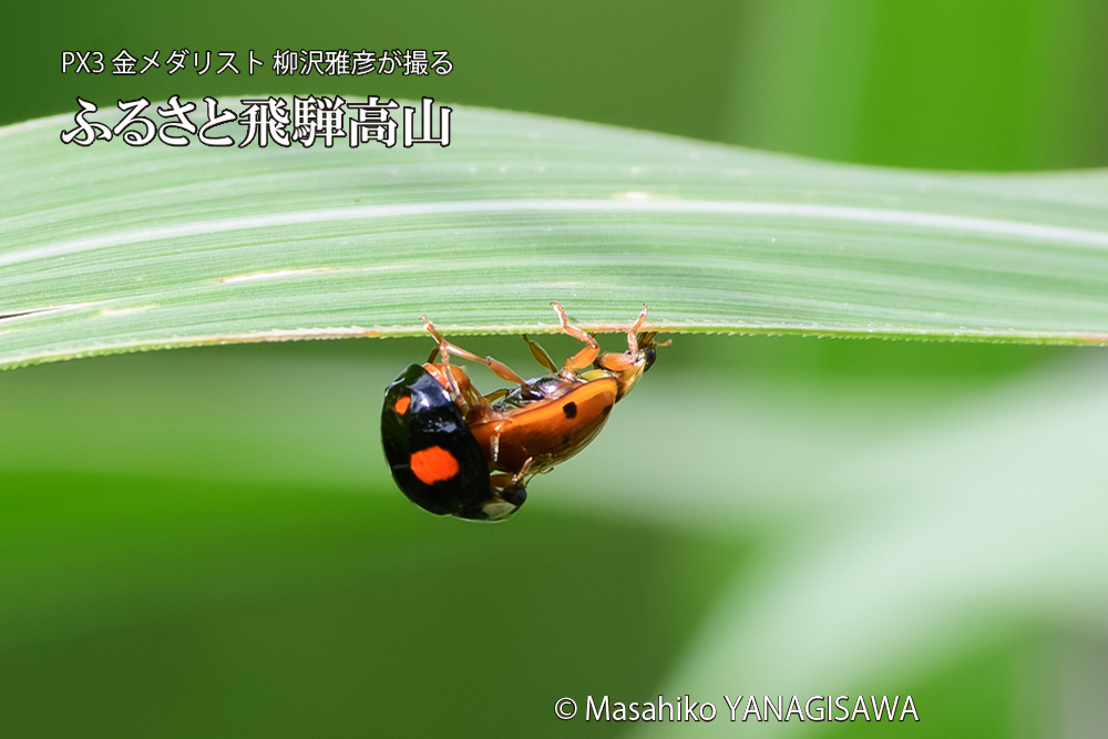 飛騨高山に棲むテントウムシのお見合いの写真です。