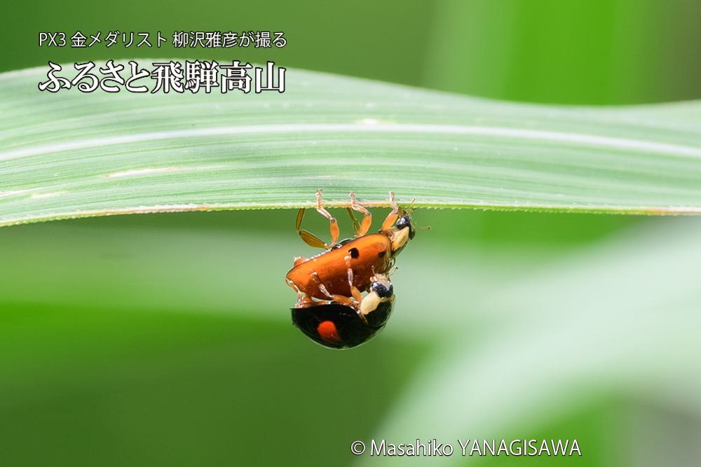 飛騨高山に棲むテントウムシのお見合いの写真です。