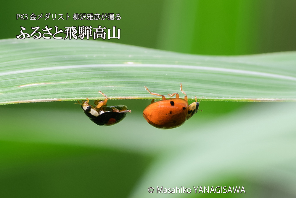 飛騨高山に棲むテントウムシのお見合いの写真です。