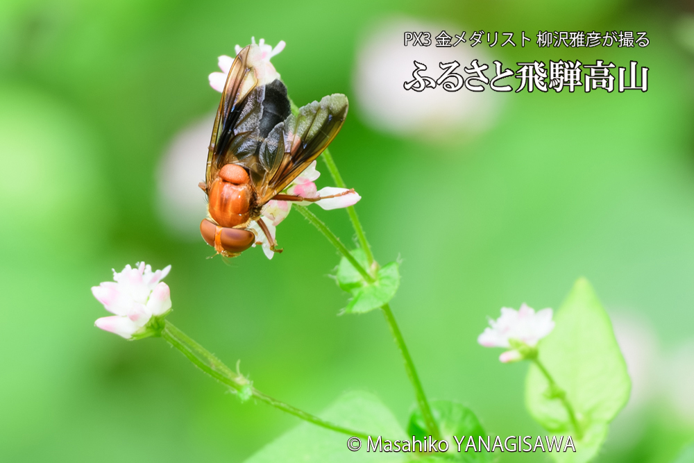飛騨高山に棲むベッコウハナアブの写真です。