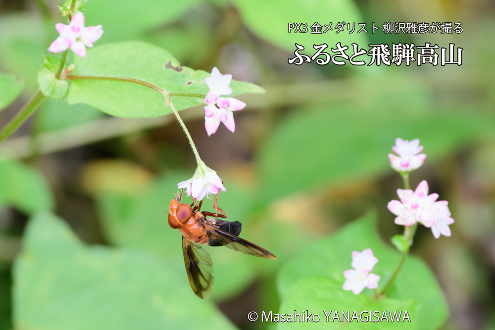 飛騨高山に棲むベッコウハナアブの写真です。