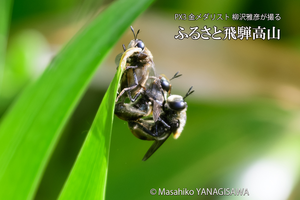 飛騨高山に棲むアリスアブ＝アリノスアブの写真です。
