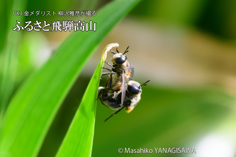 飛騨高山に棲むアリスアブ＝アリノスアブの写真です。