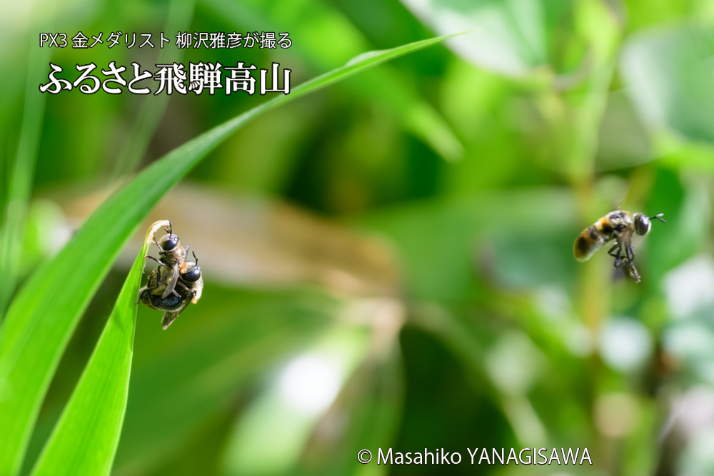 飛騨高山に棲むアリスアブ＝アリノスアブの写真です。