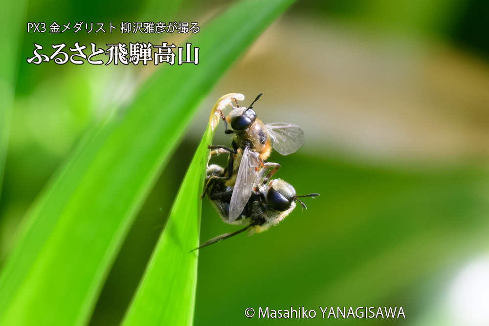 飛騨高山に棲むアリスアブ＝アリノスアブの写真です。