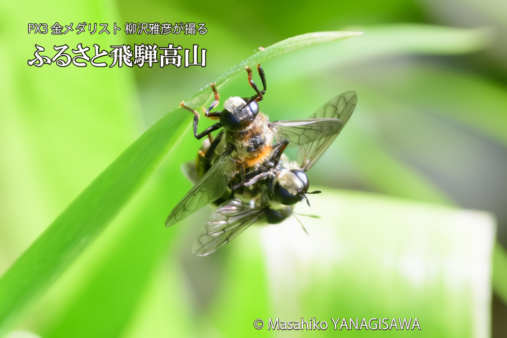 飛騨高山に棲むアリスアブ＝アリノスアブの写真です。