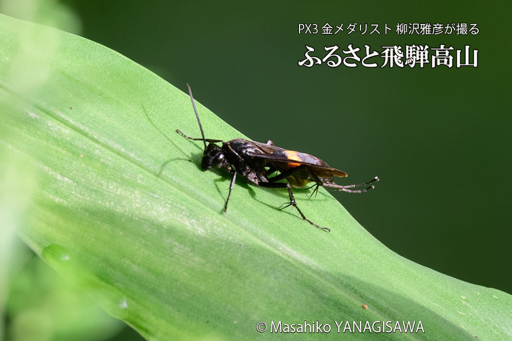 飛騨高山に棲むオオモンクロベッコウの写真です。