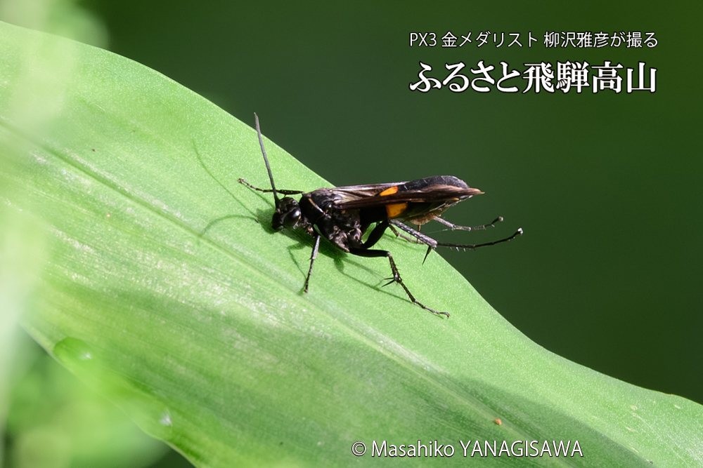 飛騨高山に棲むオオモンクロベッコウの写真です。
