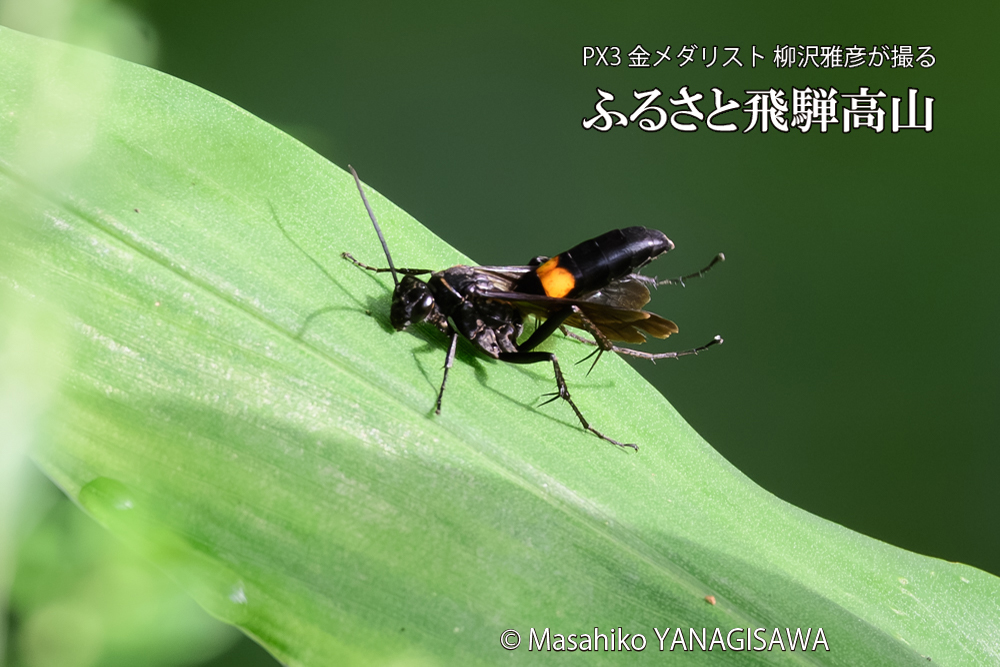 飛騨高山に棲むオオモンクロベッコウの写真です。