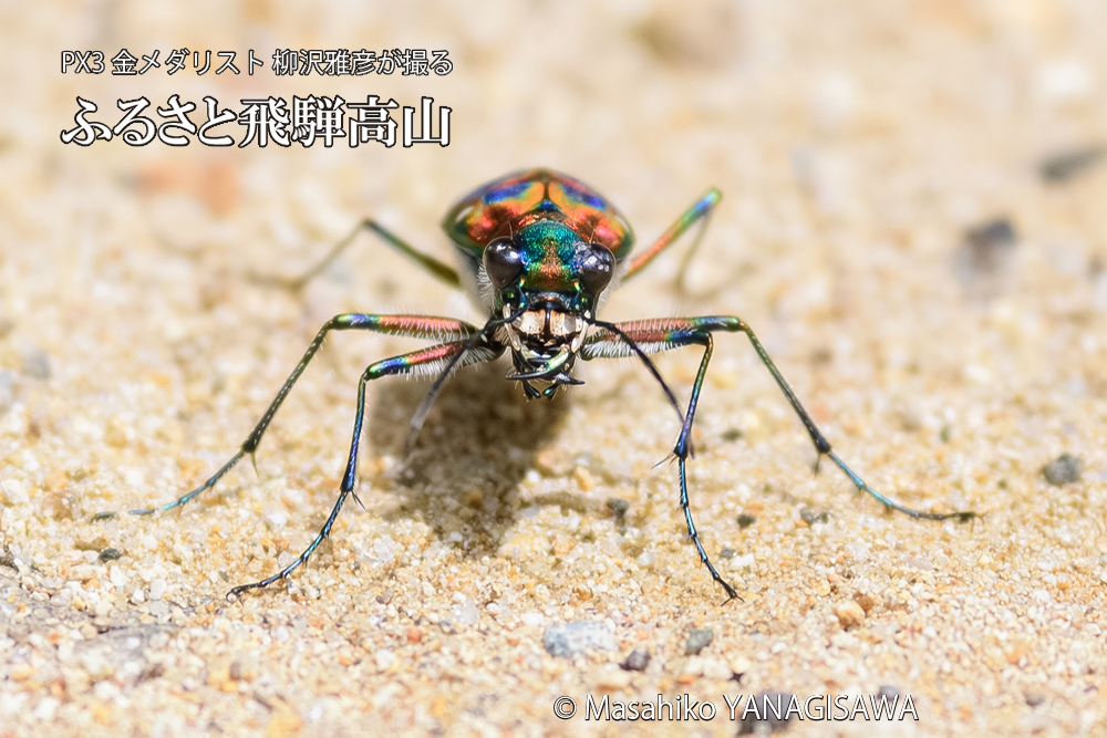 飛騨高山に棲むハンミョウの写真です。