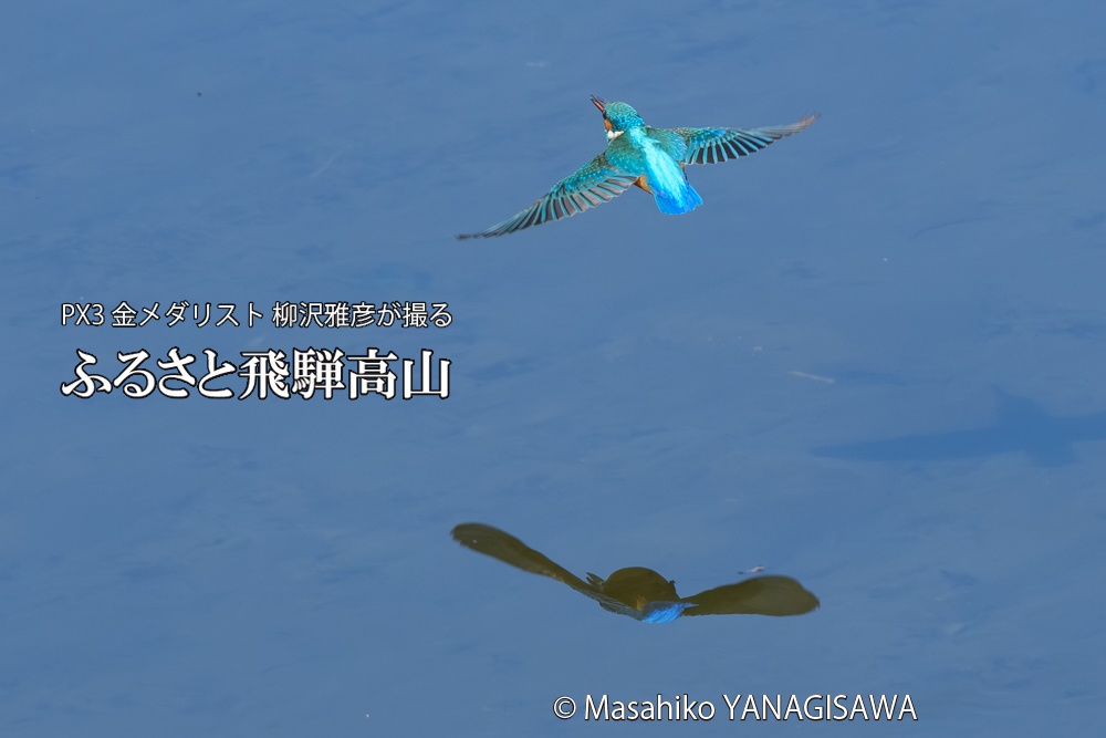 飛騨高山に棲むカワセミの写真です。