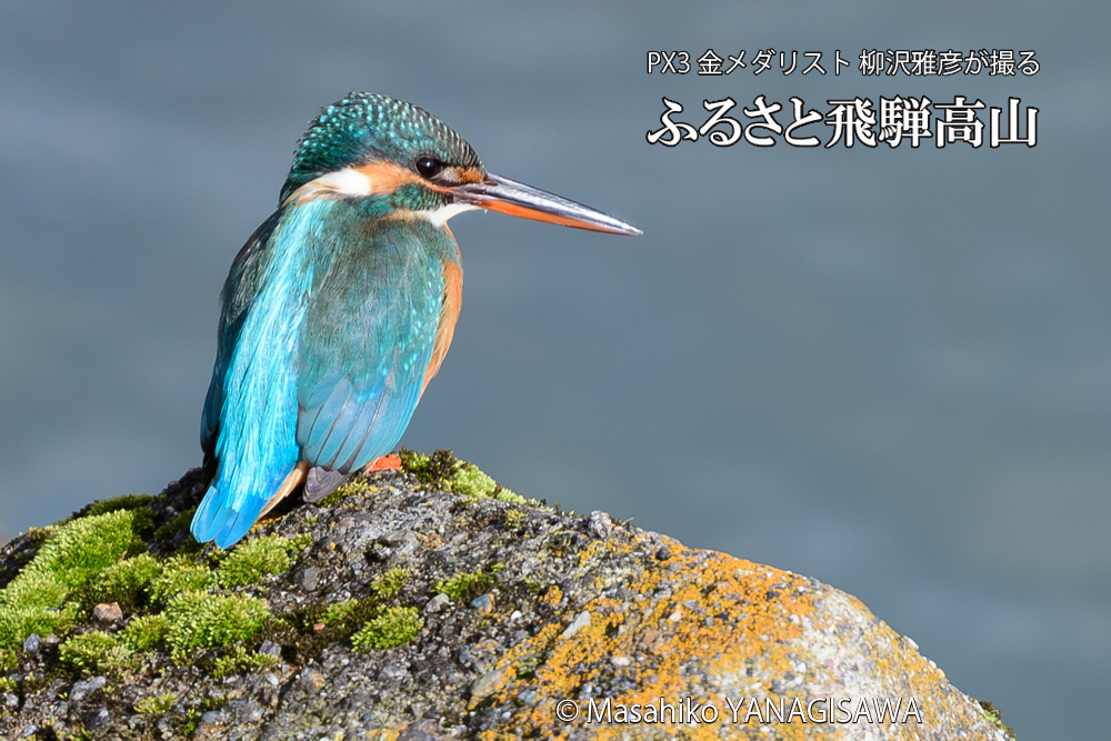 飛騨高山に棲むカワセミの写真です。